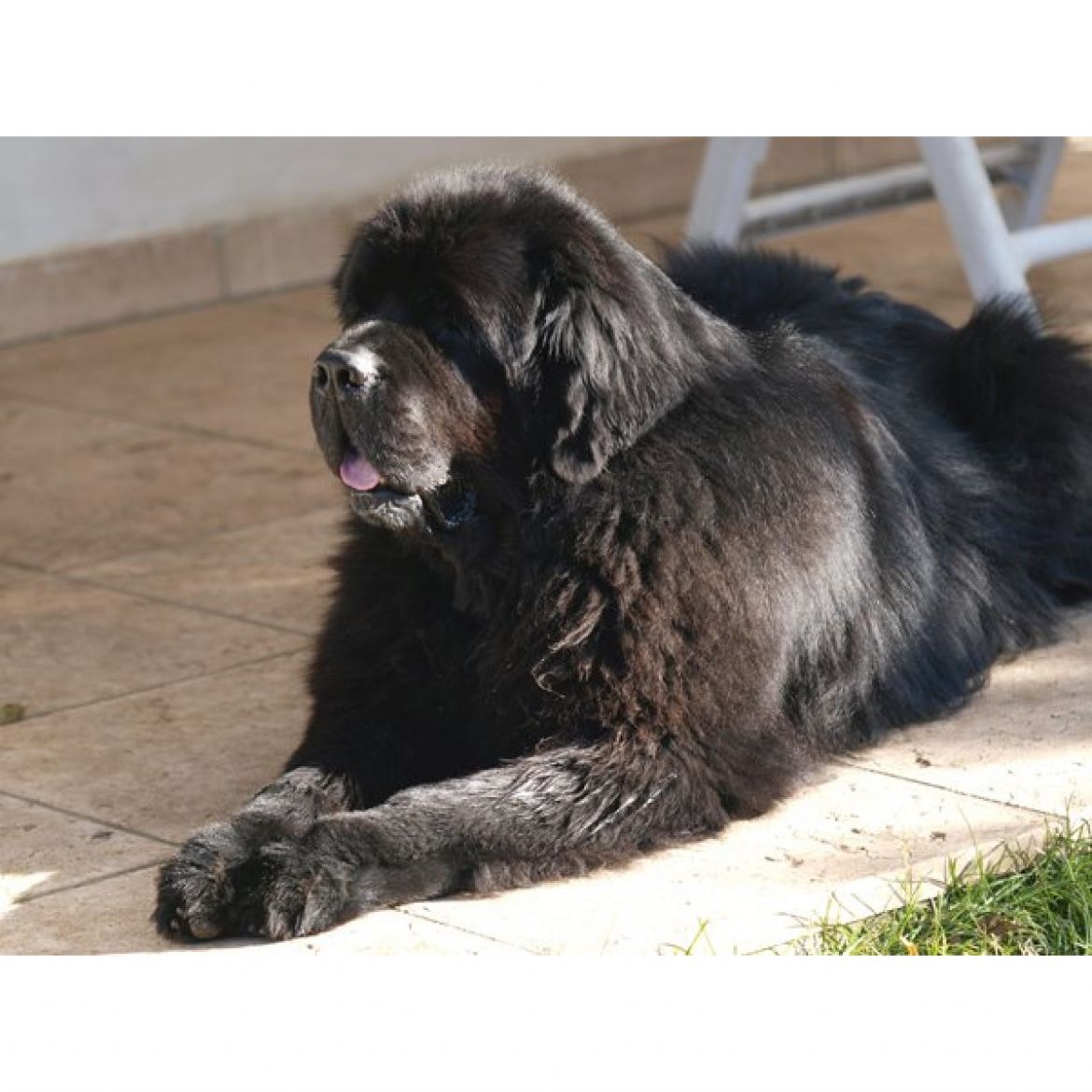 R Leopold degli Angeli Neri (27-03-2002)